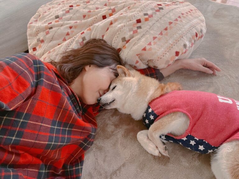 Kabosu, le chien qui a inspiré &lsquo;Doge&rsquo;, est gravement malade