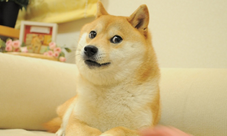 Kabosu, le chien derrière « Doge », est mort