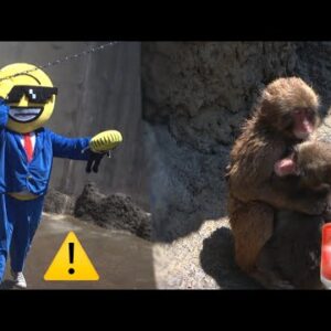 Des étrangers arrêtés au Japon après avoir sauté dans une cage à singes pour une vidéo