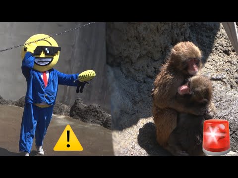 Des étrangers arrêtés au Japon après avoir sauté dans une cage à singes pour une vidéo